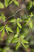 Young leaves of Hornbeam (Carpinus betulus) in spring
