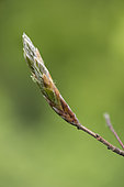 Bud burst of Purple European Beech (Fagus sylvatica 'Atropurpurea') in spring in a wood