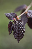 Young leaves of Purple Hazel (Corylus maxima 'Purpurea') in spring