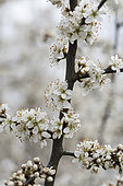 Blackthorn (Prunus spinosa) in bloom in spring