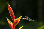 White-necked Jacobin (Florisuga mellivora) in flight, Dave & Dave's Costa Rica Nature Park, La Virgen, Costa Rica