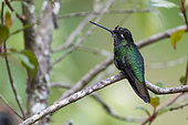 Magnificent Hummingbird (Eugenes fulgens) on a branch, Batsu garden, Costa Rica