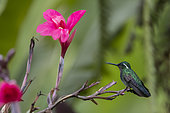 Purple-throated mountain-gem (Lampornis calolaemus) on a branch, La Paz, Costa Rica