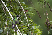 White-throated mountaingem (Lampornis castaneoventris) on branch, Los Quetzales, Costa Rica