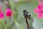 Green thorntail (Discosura conversii) on a branch, Costa Rica