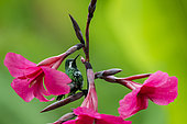 Green thorntail (Discosura conversii) on a flower, Costa Rica