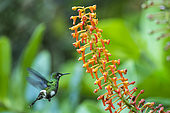 Green thorntail (Discosura conversii) in flight, Costa Rica