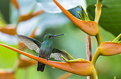 Rufous-tailed Hummingbird (Amazilia tzacatl) on an inflorescence, Costa Rica