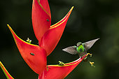 Rufous-tailed Hummingbird (Amazilia tzacatl) on an inflorescence, Dave & Dave's Costa Rica Nature Park, La Virgen, Costa Rica
