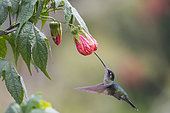 Magnificent Hummingbird (Eugenes fulgens) feeding in flight, Costa Rica