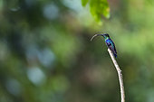Dryade couronnée (Thalurania colombica) langue sortie, sur une branche, Costa Rica