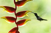 Hummingbird foraging in flight on a Heliconia flower, Costa Rica