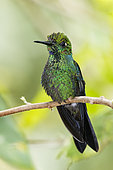 Green-crowned Brilliant (Heliodoxa jacula) on a branch, Costa Rica