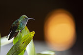 Coppery-headed Emerald (Elvira cupreiceps) on a leaf, La Paz, Costa Rica