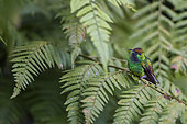 Coppery-headed Emerald (Elvira cupreiceps) on fern, La Paz, Costa Rica