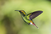 Coppery-headed Emerald (Elvira cupreiceps) in flight, Costa Rica