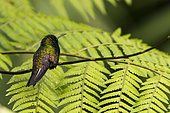 Black-bellied Hummingbird (Eupherusa nigriventris) on a fern, Costa Rica