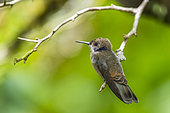Violet-headed Hummingbird (Klais guimeti) on a branch, Costa Rica