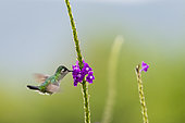 Violet-headed Hummingbird (Klais guimeti) feeding in flight, Costa Rcia