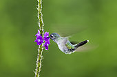 Violet-headed Hummingbird (Klais guimeti) feeding in flight, Costa Rcia