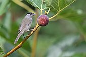 Blackcap (Sylvia atricapilla) male in a common fig tree, France