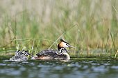 Great Crested Grebe (Podiceps cristatus) carrying young on her back, Dombes, Fance