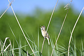 Great Reed Warbler (Acrocephalus arundinaceus) male singing in reedbed, France
