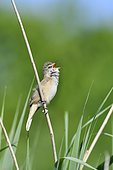 Great Reed Warbler (Acrocephalus arundinaceus) male singing in reedbed, France