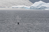 Humpback Whale (Megaptera novaeangliae) diving, Antarctic Sound, Antarctica.