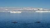 Orcas (Orcinus orca), Larsen Inlet, Weddell Sea, Antarctica.