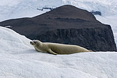 Crabeater seal (Lobodon carcinophaga) resting on iceberg, Croft Bay, James Ross Island, Weddell Sea, Antarctica.