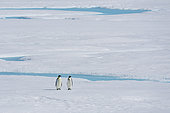 Emperor penguin (Aptenodytes forsteri) pair on sea ice, Larsen B Ice Shelf, Weddell Sea, Antarctica.