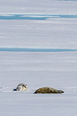 Crabeater seals (Lobodon carcinophaga) on sea ice, Larsen B Ice Shelf, Weddell Sea, Antarctica.