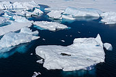 Ross Seal (Ommatophoca rossii) on iceberg, Larsen B Ice Shelf, Weddell Sea, Antarctica.