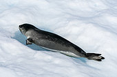 Ross Seal (Ommatophoca rossii) resting on iceberg, Larsen B Ice Shelf, Weddell Sea, Antarctica.