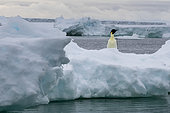 Emperor penguin (Aptenodytes forsteri) on iceberg, Larsen C ice shelf, Weddell Sea, Antarctica.
