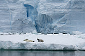 Léopard de mer (Hydrurga leptonyx) resting on an iceberg, Larsen C ice shelf, Weddell Sea, Antarctica.