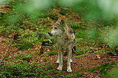 Grey wolf (Canis lupus) in a clearing, Falkenstein, Germany