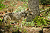 Grey wolf (Canis lupus) in undergrowth, Falkenstein, Germany