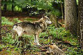 Grey wolf (Canis lupus) in undergrowth, Falkenstein, Germany