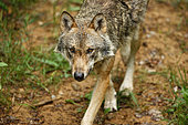 Grey wolf (Canis lupus) iportrait, Falkenstein, Germany
