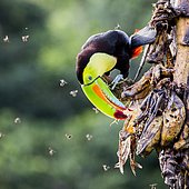Keel-billed toucan (Ramphastos sulfuratus) Laguna del Lagarto, Costa Rica, Central America