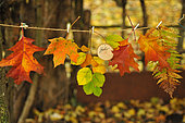 "Hello" Autumn, hanging coloured leaves
