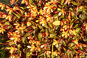 Begonia, Begonia 'Glowing Ambers', flowers