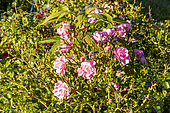 Rose, Rosa 'Satina' Breeder : Tantau (ALL) 1992, flowers