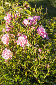 Rose, Rosa 'Satina' Breeder : Tantau (ALL) 1992, flowers