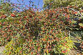 Willow leaved Cotoneaster, Cotoneaster salicifolius 'Rubra', fruits