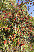 Willow leaved Cotoneaster, Cotoneaster salicifolius 'Rubra', fruits