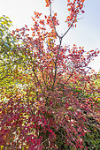 Crepe Myrtle, Lagerstroemia indica 'Montbazillac', autum foliage