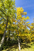 Maidenhair Tree, Ginkgo biloba, in fall